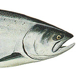 King Salmon
