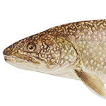 Lake Trout