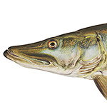 Muskellunge