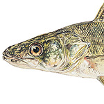 Walleye